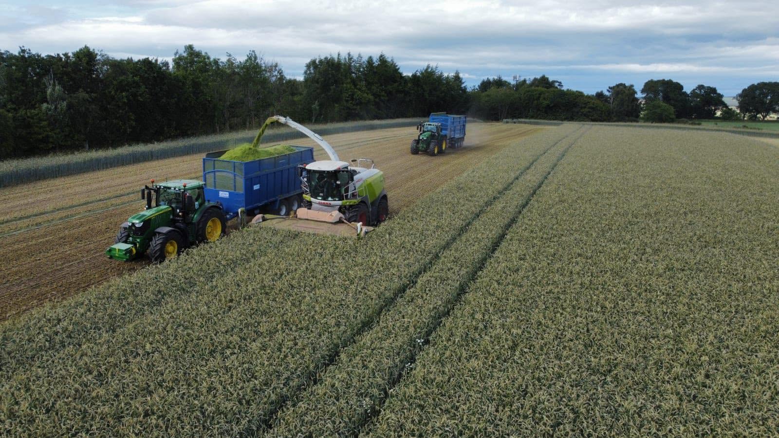 Aerial view of forage harvesting with tractors and trailers